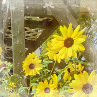 My Fourth Image